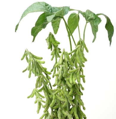 NPK 16-16-16  Npk Fertilizer Granule Agricultural Fertilizer  Organic Fertilizer NPK 16-16-16 MTL